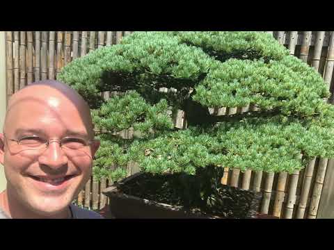 Visiting the National Bonsai & Penjing Museum at the U.S. National Arboretum hqdefault