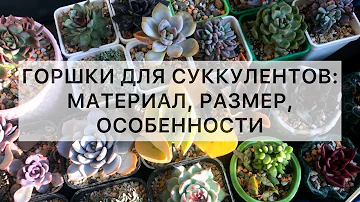 Горшки для суккулентов: размер, материал, особенности
