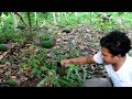 cara mudah jebak burung punai tanah | dibawah pohon | simple bird trap