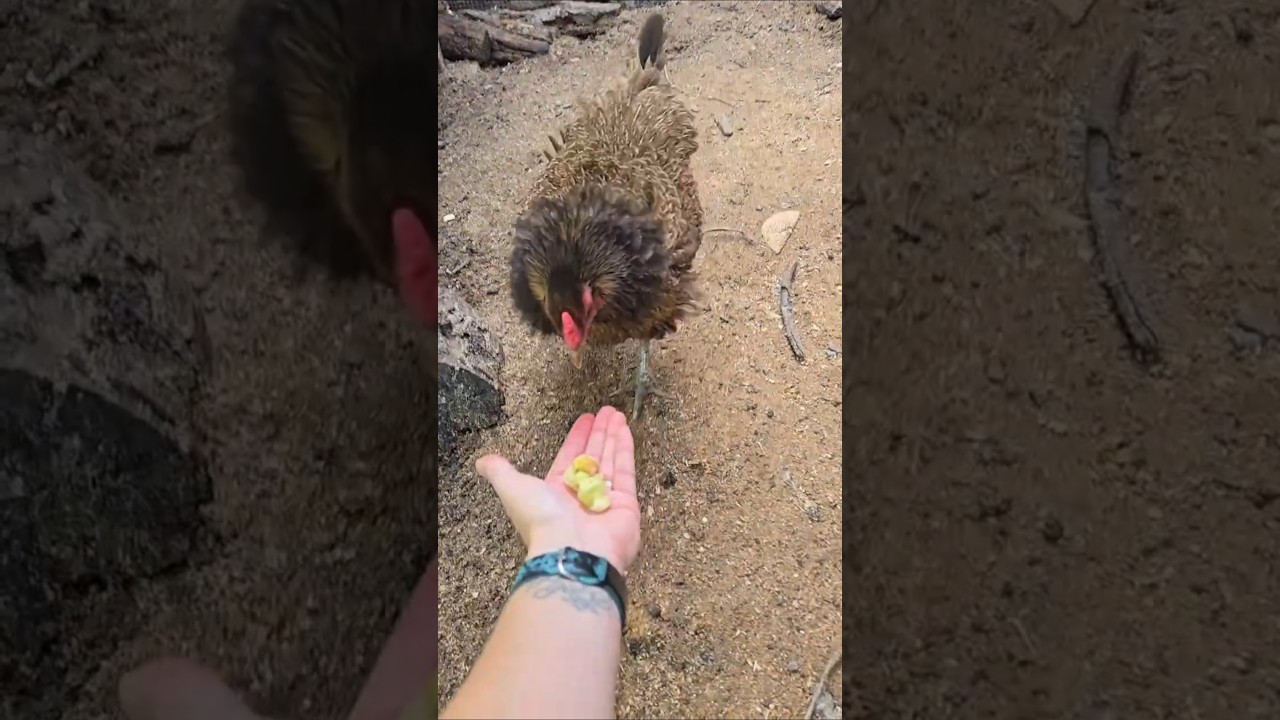 Giving Chickens Tums | Chaos Ensues DIY Chicken Pill Pocket