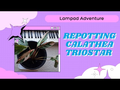 Βίντεο: Calathea Crocata (25 φωτογραφίες): φροντίδα ενός λουλουδιού στο σπίτι, μεταφύτευση Calathea σαφράν μετά από αγορά και αναπαραγωγή. Γιατί τα φύλλα της στεγνώνουν