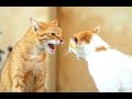 Funny Cats Arguing - Cats Talking To Each Other Compilation || NEW HD