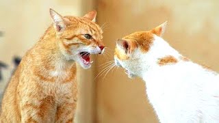 Funny Cats Arguing - Cats Talking To Each Other Compilation || New Hd