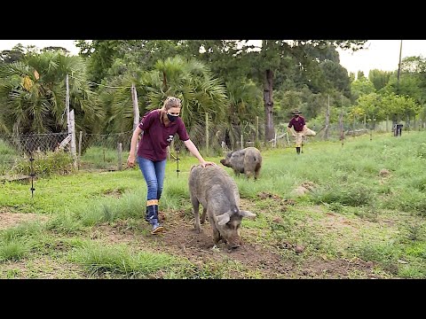 Vídeo: Por que os porcos têm barbela?