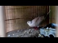 Jual Burung Lovebird Jambi