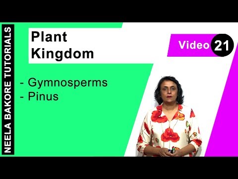 Plant Kingdom - Gymnosperms - Pinus