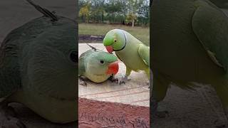 Funny Talking Parrot Kissing Baby Parrot