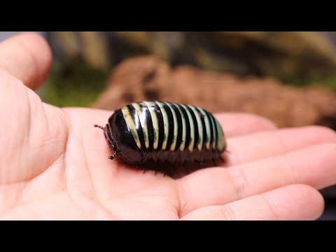 巨大ダンゴムシ！？ホウセキタマヤスデの飼育環境をセッティング！