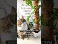 Кошка чуть не загрызла мою монстеру