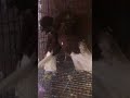 جوز نمس شغال ضمان