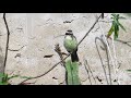 Benteveo (Pitangus sulphuratus) juvenil en planta nativa  Calliandra