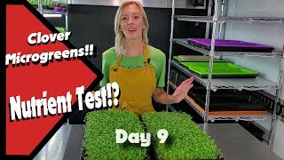 Clover Microgreens!! Hydroponic Nutrient Test!?