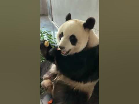 Panda Miao Yin-a civil answer - YouTube