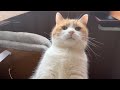 【三毛猫】朝はしっかり監視しないといけないミケ（2026年5月19日）