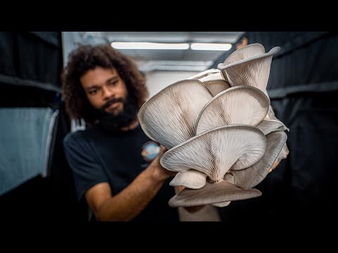 Fruiting Oyster Mushroom Production Blocks | Southwest Mushrooms