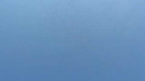 spring migration 2007