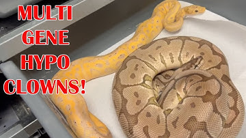 CRAZY HYPO CLOWNS! BALL PYTHON PAIRINGS for 2023: PART 1