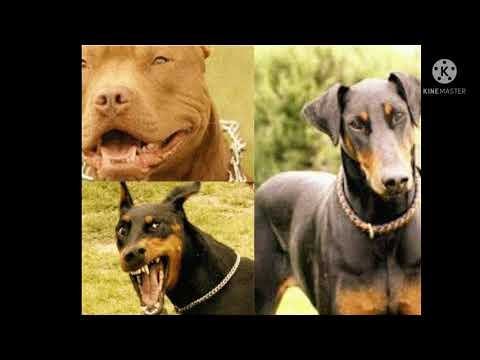 Breeds of dogs | कुत्र्यांच्या जाती किती आहेत short video