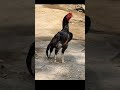 lakha aseel murga #aseel #shorts #shortvideo #aseel #viral