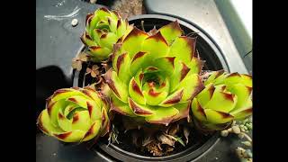 Francis Goya  Blue Spanish Eyes