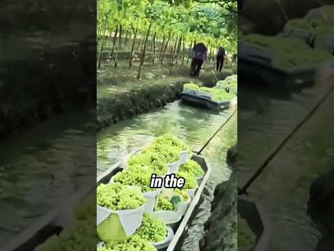 How Thai Farmers