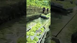 How Thai Farmers Grow Grapes Using Boats and Water