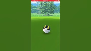 Random Encounter Daily Spawn Shiny Minccno plus evolution into Shiny Cinccino in Pokémon Go