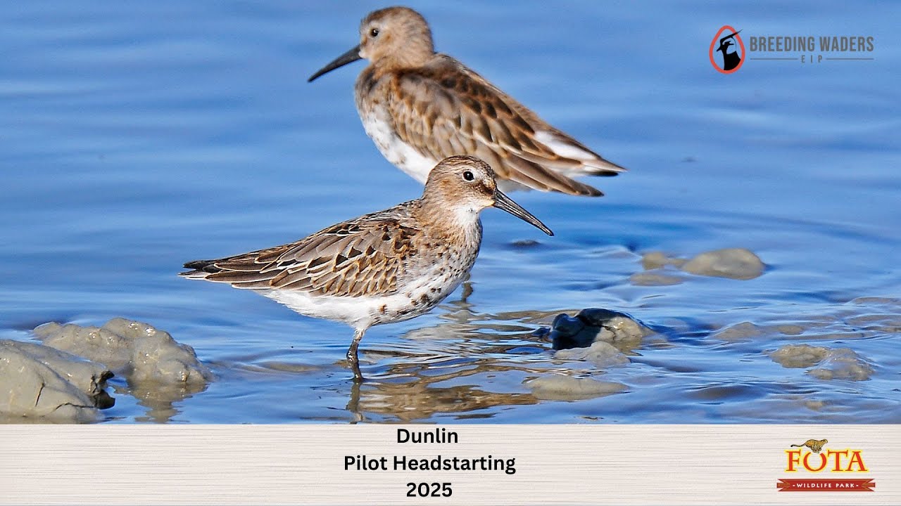 Breeding Waders EIP Launches Ireland’s First-Ever Dunlin Headstarting Programme
