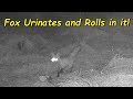 Fox Urinates and Rolls in it!
