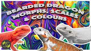 What morph is my Bearded Dragon - Guide to morphs, scale types and colours - Cookies Critters