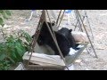 Wild bear cubs playing on swing in my yard.