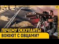 Почему и как овцы стали жертвами оккупантов в Газе?