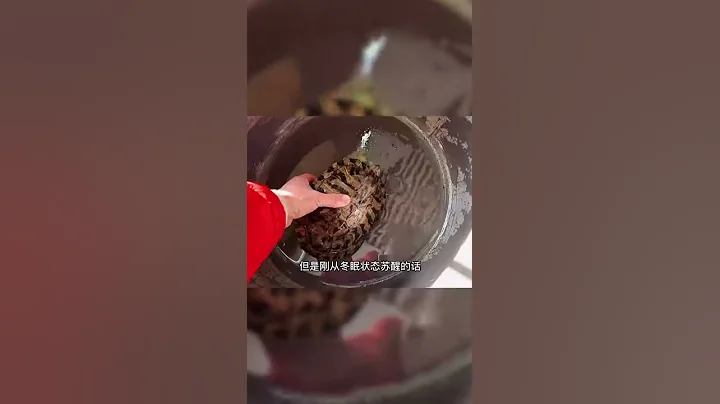 巴西龜吃了這麼多年的苦，終於有一個自己的家了？？你們看還缺點什麼不？ - 天天要聞