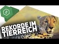 Krasse Rekorde aus dem Tierreich