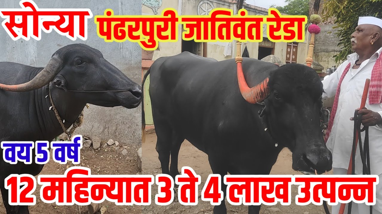 Sonya,पंढरपुरी जातिवंत गवराळू रेडा,वय 5 वर्ष,12 महिन्यात 3 ते 4 लाखकमाई,pandhrpuri_bull,visionvarta