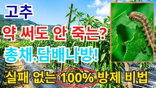 닿아서 죽고, 먹어서 또 죽는다! 3년째 고추밭에 벌레 한 마리 없는 비밀, 내성도 없습니다