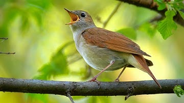 Bird sounds – Common nightingale (Luscinia megarhynchos)
