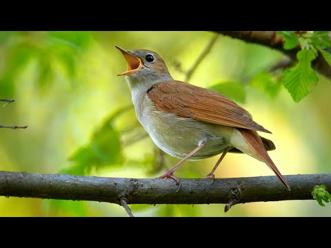 Bird call nightingale, mouth-operated