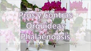 Pros y Contras Orquídeas Phalaenopsis