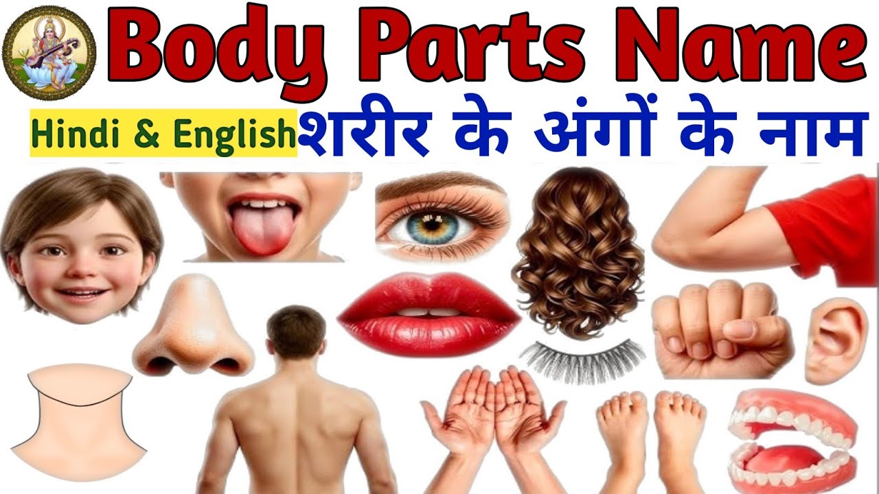 शरीर के अंगों के नाम l Body Parts Name For Kids l Body Parts In English & Hindi l Body Parts l