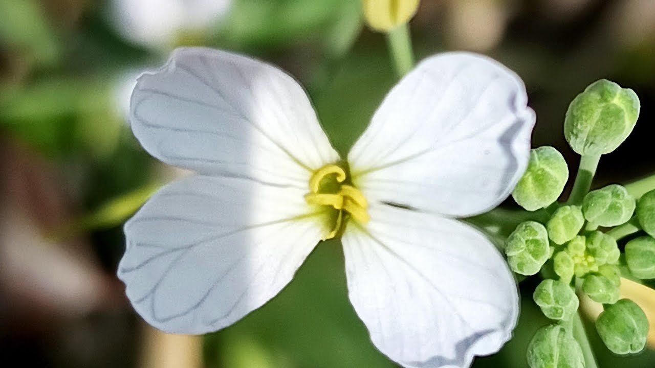 Amla Ekadashi ki Hardik shubhkamnaye 🙏