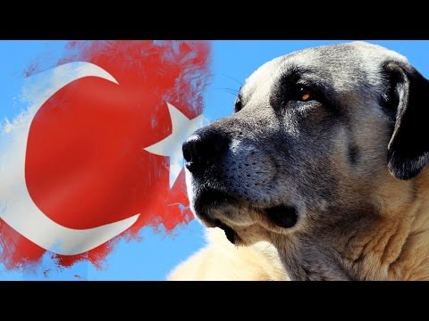 Turkiye Nin En Unlu 10 Kopek Irki