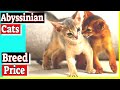 Abyssinian Cats - How much are Abyssinian cats? の動画、YouTube動画。