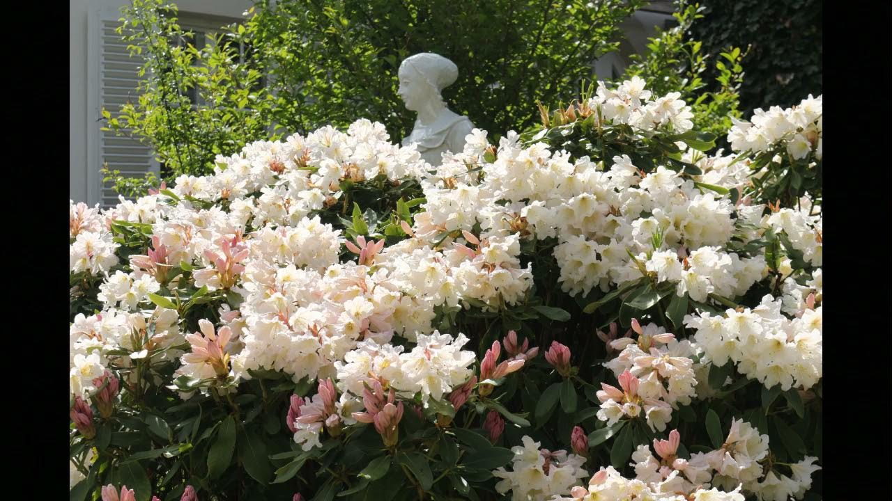 39+ Wann Blüht Der Rhododentron Im Botanischen Garten In München,