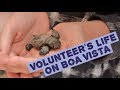 Turtle Foundation - Volunteer&#39;s life on Boa Vista (Cabo Verde)
