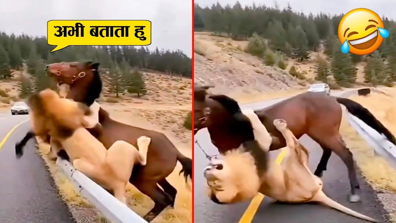 शेर को लगा आसान शिकार है पर हड्डियां तोड़वा बैठा 😂🤣ll Animal funniest moment recorded on camera 