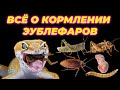 Кормление геккона эублефара (чем и как часто). Витамины и кальций для эублефара