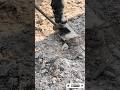 The Largest Hoof I Have Ever Had To Trim. Horse Restoration Front Hooves. #horse #donkey #hoof #asmr