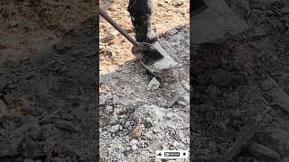 The Largest Hoof I Have Ever Had To Trim. Horse Restoration Front Hooves. #horse #donkey #hoof #asmr