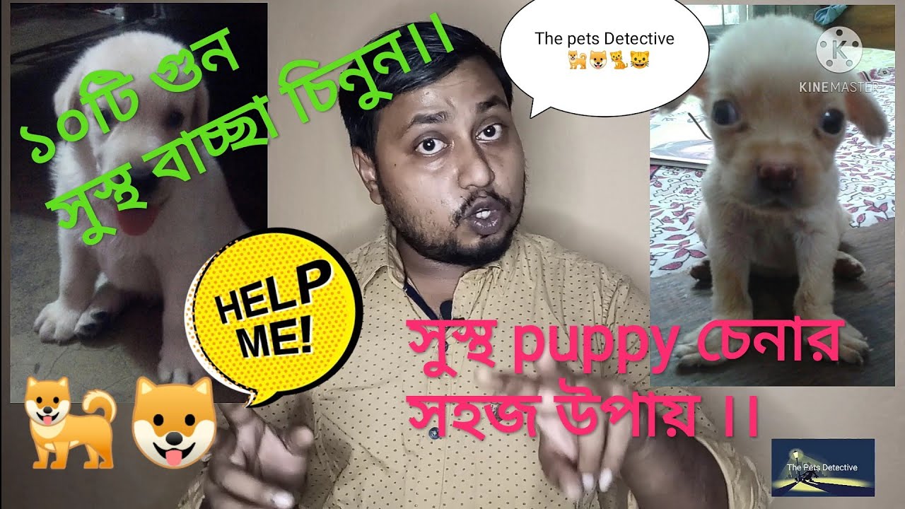 How To Choose Your Puppy in Bengali 10 points for Healthy Puppy Vet Advice for Puppy 🐕🐶